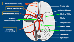 anterior cerebral artery 
internal carotid artery
middle cerebral artery
posterior cerebral artery
basilar artery