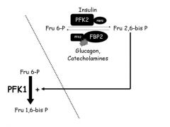 dual function enzymes (two separate catalytic domains on the molecules)

PFK2 (with insulin) is dephosphorylated and catalyzes the reaction of Fru 6-P --> Fru 2,6 bis P
*** Fru 2,6 bis P the upregulates PFK1 to catalyze Fru 6-P --> Fru 1,6-bis ...