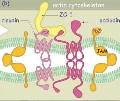  


1. Occludin proteins -  2 intracellular and 2 extracellular domains, involved with the regulation of signaling event


 


2. Claudins proteins - major structural and functional elements, 2 intracellular and 2 extracellular domain...
