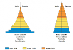 The classification of members of a population into groups according to age or the distribution of members of a population in terms of age groups.