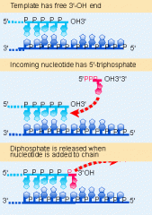 -enzyme that catalyzes the synthesis of DNA by using a template strand 
-synthesis occurs 5'P-3'OH on daughter strand (so 3'-5' on parent)
-proceeds along a single-stranded molecule of DNA
-free nucleotides attached to complement the existing bas...