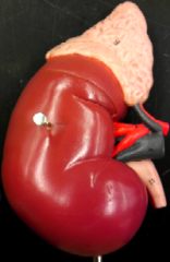 What layer surrounds the larger organ?