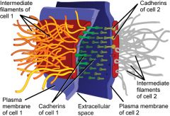Localized patches that hold two cells tightly together


 


Appear as thickened patches in the cell membrane region between two cells


 


 


Cadherins attach to cytoplasmic plaques that are attached to intermediate filaments (ex...