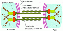 cadherins - transmembrane proteins, extracellular segments bind to each other


 


Only create adhesion when bound to calcium ion


 


catenins - connect cadherins to actin filaments


 


 


Inherited mutations in a gene enco...