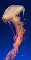Stinging organ of jellyfish