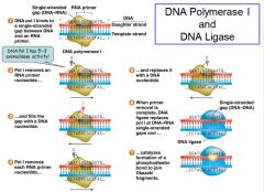 -DNA polymerase: elongates the polynucleotide strand (five types)
1. pol I: removes RNA primers and fills in the gap
2. pol III: major replication enzyme (most important)
3. pol II, IV & V repair DNA damage (distortions in new molecules , incorre...