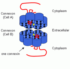 Intercellular channels that permit the free passage between of ions and small molecules between cells 


 


Constructed from connexins.


 


Permit changes in membrane potential to pass from cell to cell (ex. the action potential i...