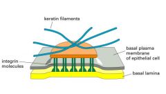 Similar to desmosomes but attach epithelial cells to the basal lamina instead of to each other.


 


Intracellular plaque is attached to integrins