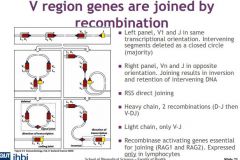 1. SAME ORIENTATION two segments undergoing rearrangement are in the same transcriptional orientation in the chromosome -- looped and deleted
2. OPPOSITE TX: gene segments are initiatlly orientated in opposite tx directions -- inversion and integ...