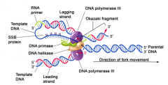 -occurs in a fixed location: helicase and polymerase are in fixed spots and DNA moves through
-polymerase doesn't move along DNA strand
-template is threaded through DNA polymerase with newly synthesized strands emerging
-lagging strand loops out...