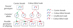 1 : 1 ratio of offspring with colour-blindness : offspring without colour-blindness
↳ ratio will be the same for each gender