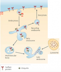 -monoUb of protein -> endosomal or lysosomal pathway
-lysosomes, membrane bound organelles contain acid hydrolase for digestion of protein