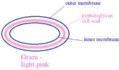 Thin cell wall (smaller amount of peptidoglycan)
-Also have inner and outer cell membrane
-Tend to be more antibiotic resistance 

