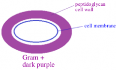 Thick peptidoglycan cell wall 
-binds a lot of gram stain- dark purple