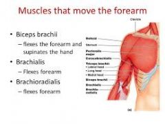 biceps brachii
brachialis
triceps brachii - extends forearm and arm (elbow extensor)