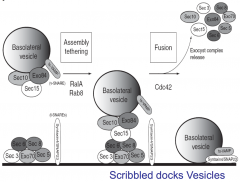 A cluster of nearly 10 proteins which attaches the vesicle to the basolateral membrane.


 


The vesicle goest to the BL membrane, uncoats its clathrin, and interacts with the exocyst


 


This permits v-snare and t-snare to attach and...