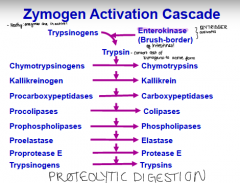 What is the zymogen Activation Cascade?
