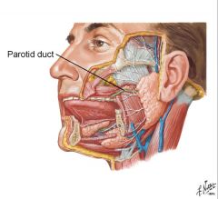 Transports saliva from the parotid gland (aka the major salivary gland) to the mouth


 


 