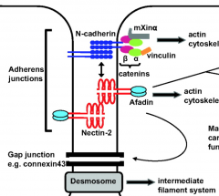 Proteins involved in linking cells to each other extracellularly (like cadherins)


 


Part of Adherins Junctions