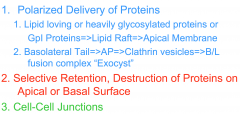 1. Delivery of Proteins (to apical, basal, and lateral areas)


 


2. Selective Retention, Destruction of Proteins on Apical or Basal Surface


 


3. Cell-Cell Junctions