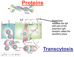 Polymeric IgG receptor = a membrane protein at the basal side of the membrane that binds antibodies (being made by lymphocytes that underlie our epithelial layers)


 


These antibodies give us what is called “mucosal immunity”


 

...