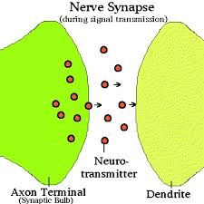 it's a small gap separating neurons - found at the end of the axon terminal and helps connect a single neuron to thousands of other neurons