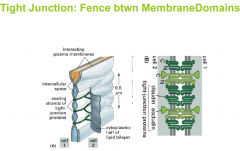 The tight junction forms a “fence” so that the proteins in the lipid membrane cannot undergo lateral movement


 


The claudins and the occludins block the flow of membrane proteins across their high density zone


 


 Apical rema...