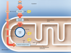 11. Cellular Respiration: Using energy within _____