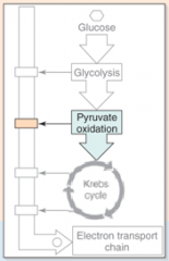 18. Harvesting Electrons from Chemical Bonds: The cell harvests pyruvate’s considerable ______ in two steps: 1. _________ pyruvate to form acetyl-CoA.