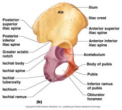 1 of 3 bones that makes up pelvis, Superior flat section,