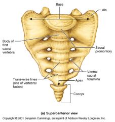 tailbone, larger than coccyx and connected to ilium