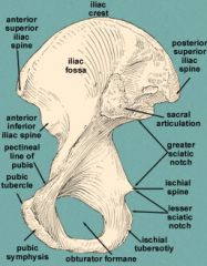 anterior part of pelvis, pointy projection