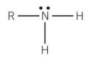 The nitrogen atom is attached to one alkyl group