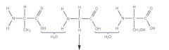 Finish this condensation reaction?