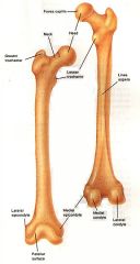 superior to the lateral condyle