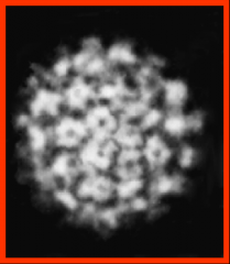 Identify the virus and describe it.