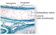 chondroblasts
chondrocytes
extracellular matrix
perichondrium