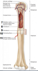 Compact bone
Spongy bone
Epiphysis
Diaphysis
Metaphysis (epiphyseal plate or line)
Articular cartilage
medullary cavity
endosteum
periosteum
perforating fibers
nutrient foramen