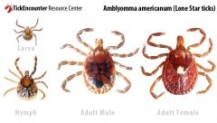 Amblyomma americanum