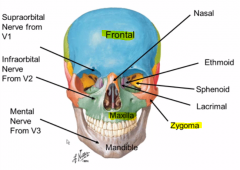frontal, zygoma, and maxilla

a decent ways back (like half)