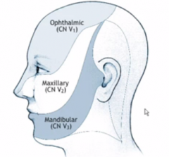 they all come down from a common point in the lateral head bone (lolw/e)

they end before the ear
mouth is boundary between maxillary and mandibular.
opthalmic and maxillary meet at the tip of the nose