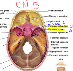 in the middle cranial fossa
V1- superior orbital fissure
V2- Foramen Rotundum
V3- Foramen Ovale