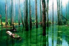 swamps

