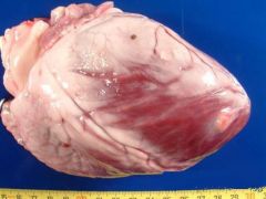 We find a sheep heart with a cyst on it at PM? Likely causative agent? Judgement on this carcasse for human consumption?