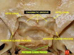 holds onto two anterior clinoid processes
leans back on posterior clinoid processes