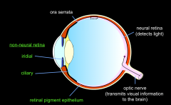 The neuralretina ends at the ora serrata (serrated edge), there is then (on theillustration) a black structure that goes over the ciliary bodies andback of the iris (ora serrata).