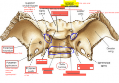 underneath the optic canal and the anterior clinoid process