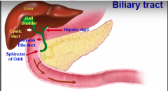 The organs and ducts that make and store bile and deliver it to the SI 