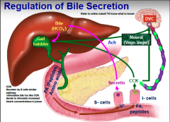 Explain the regulation of bile secretion...