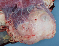 You open a cow that has a heart looking like this? Diagnosis and judgement?